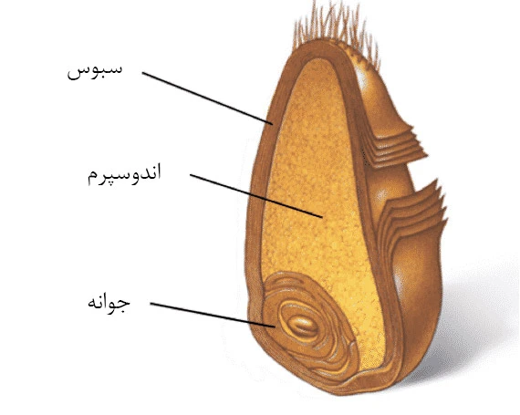 اجزای دانه